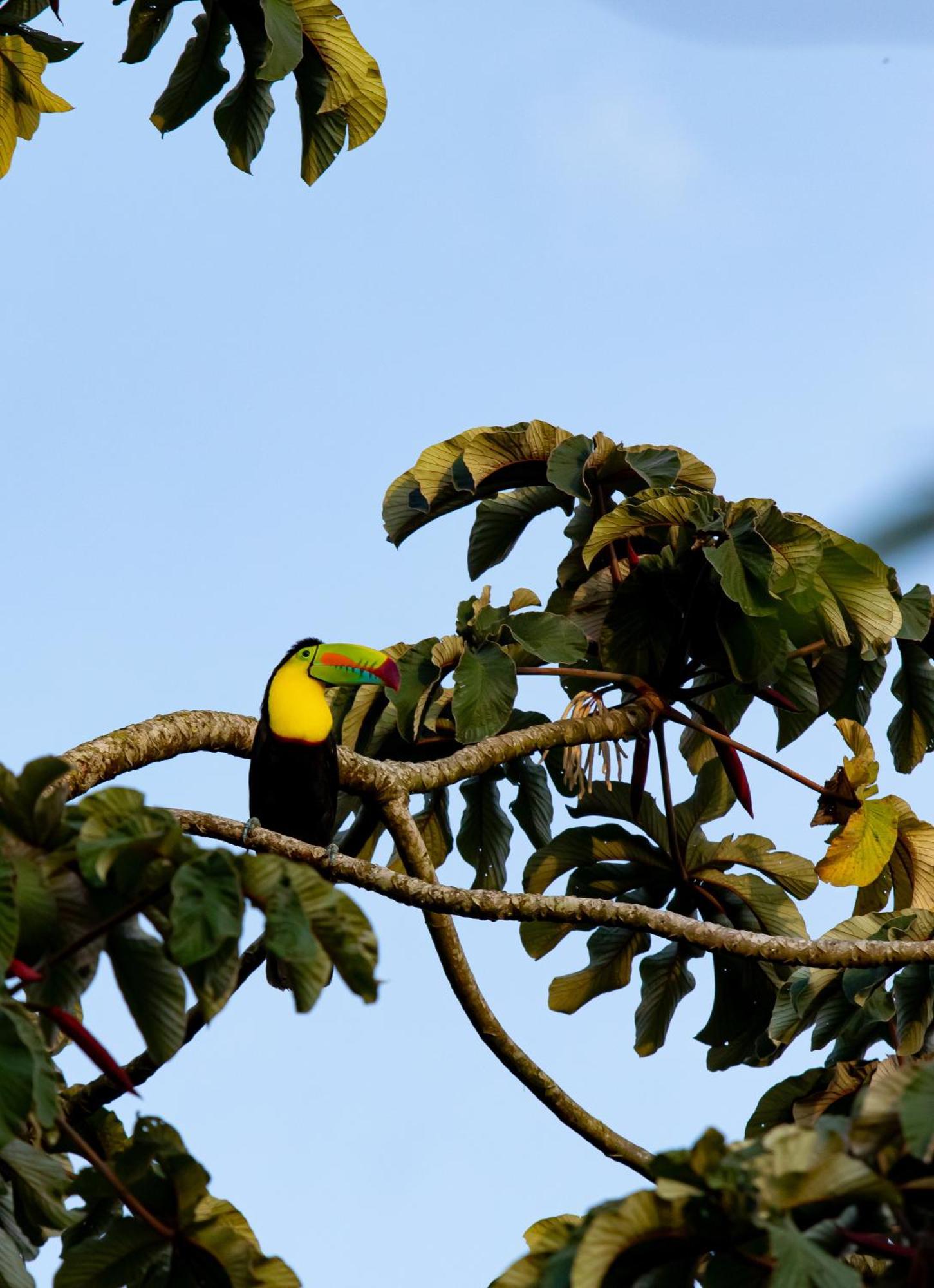 Heliconias Rainforest Lodge Bijagua Exterior photo