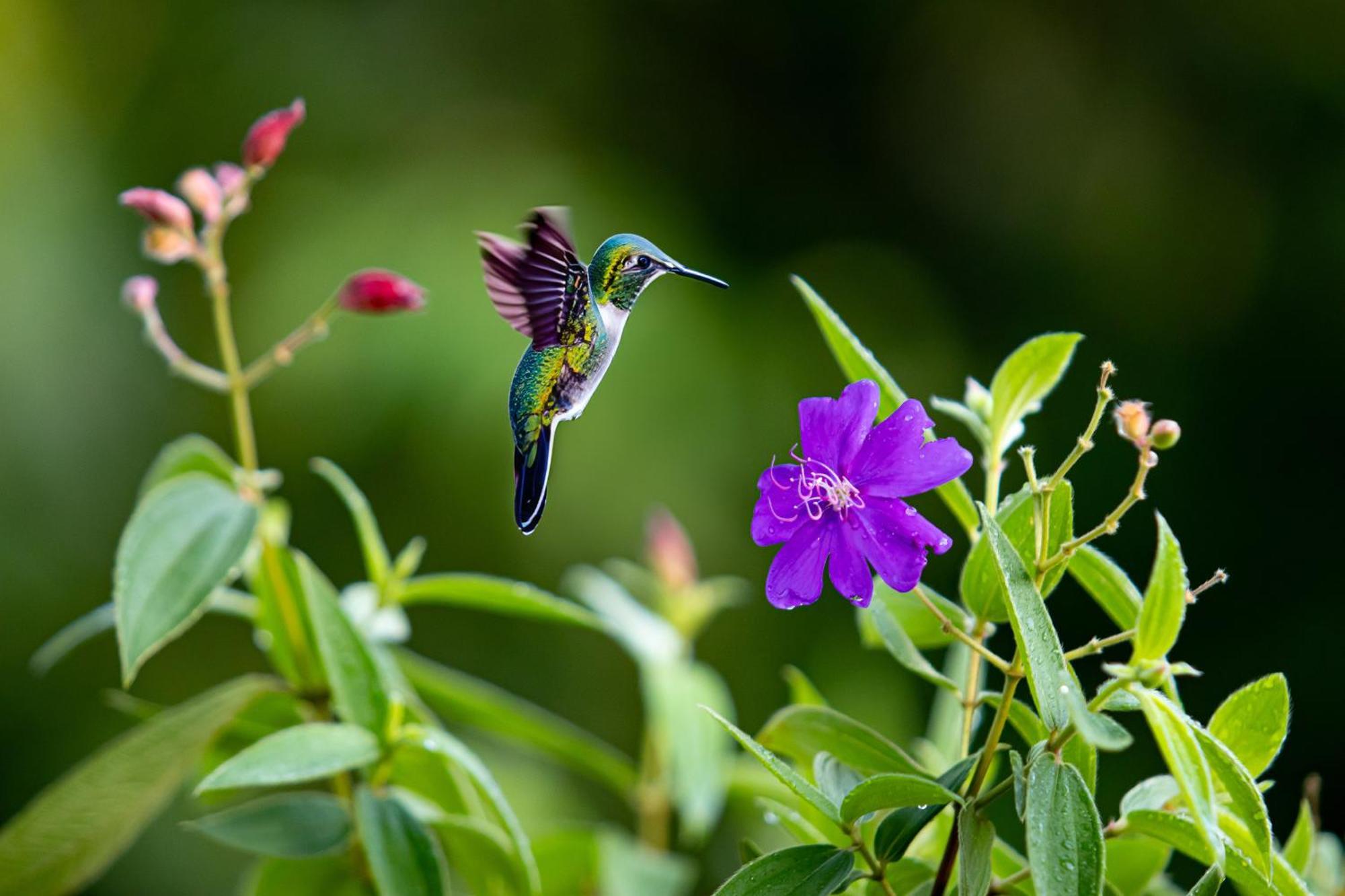 Heliconias Rainforest Lodge Bijagua Exterior photo